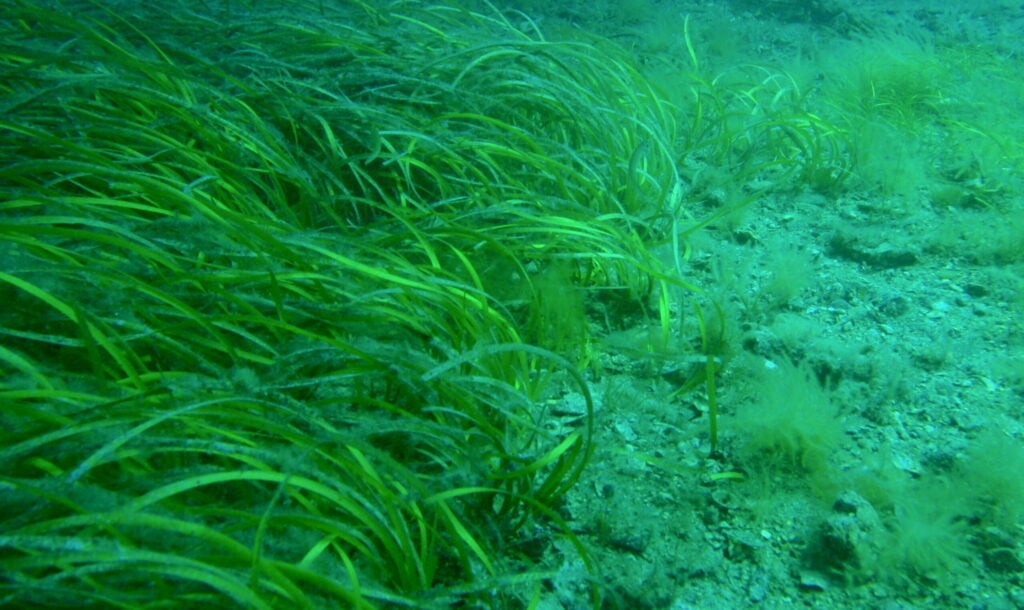 seagrass in the water