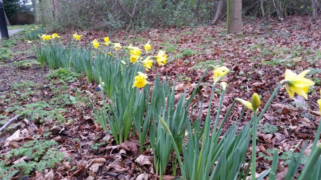 Daffodils bloom in Laughborough, England on December 30