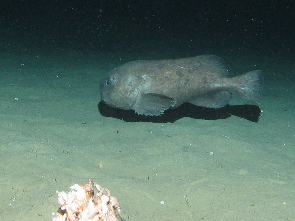 blobfish on sea floor