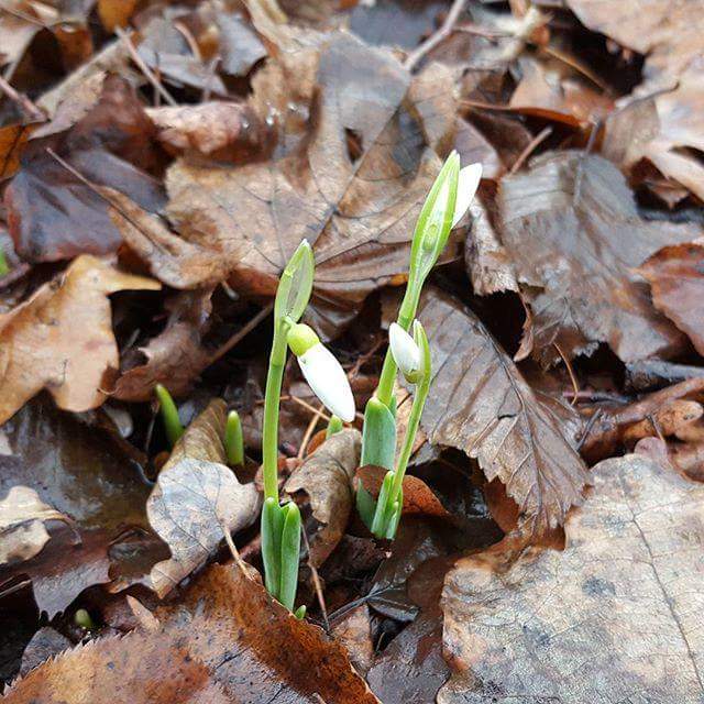 Snowdrops blooming—instead of the usual snow—in Moscow on December 24