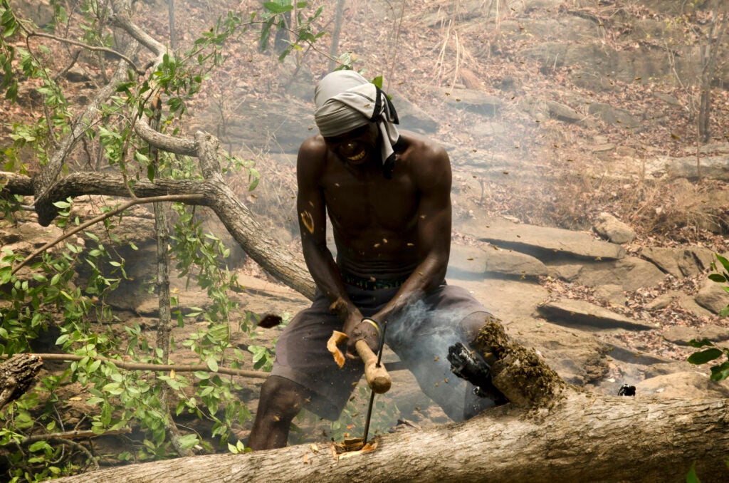 Yao honey-hunter Orlando Yassene chops open a bees’ nest in a felled tree in the Niassa National Reserve, Mozambique.