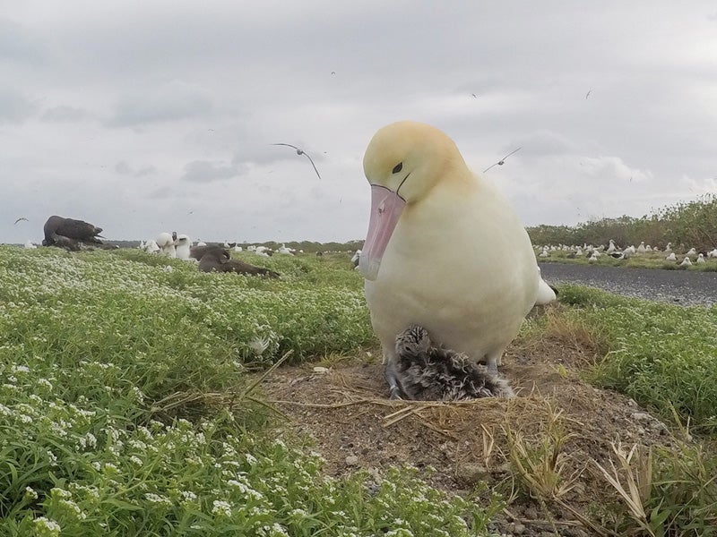 an albatross and chick