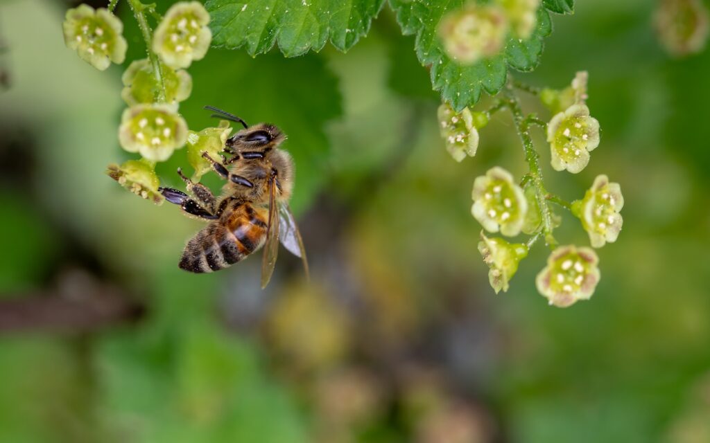 A bee pollinating.