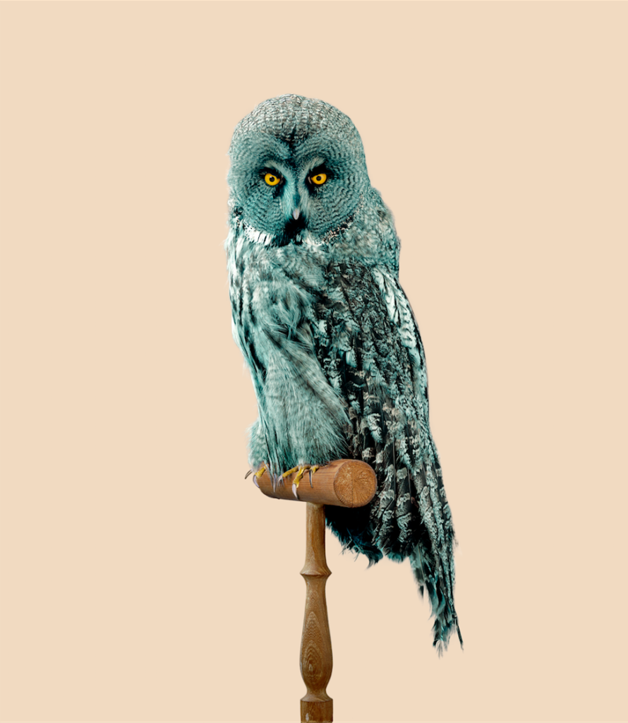 httpswww.popsci.comsitespopsci.comfilesimages201601fournier_great_grey_owl_strix_predatoris_with_predator-resistant_feathers_from_post_natural_history_image_courtesy_of_the_artist_0.png