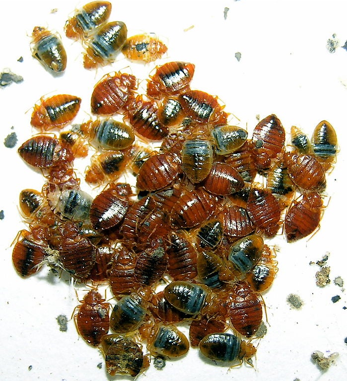 A gathering of bed bugs