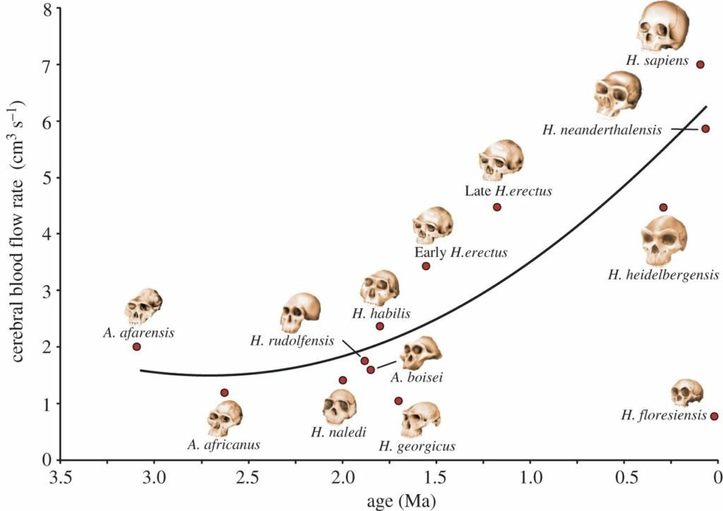 Cerebral blood flow rate (Q˙ICAQ˙ICA) in relation to estimated geological age (A) in 12 hominin species