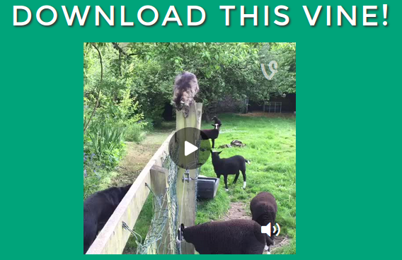 How to download a Vine