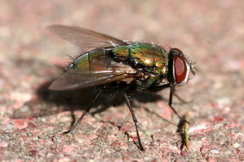Lucilia sericata, commonly known as a greenbottle fly.