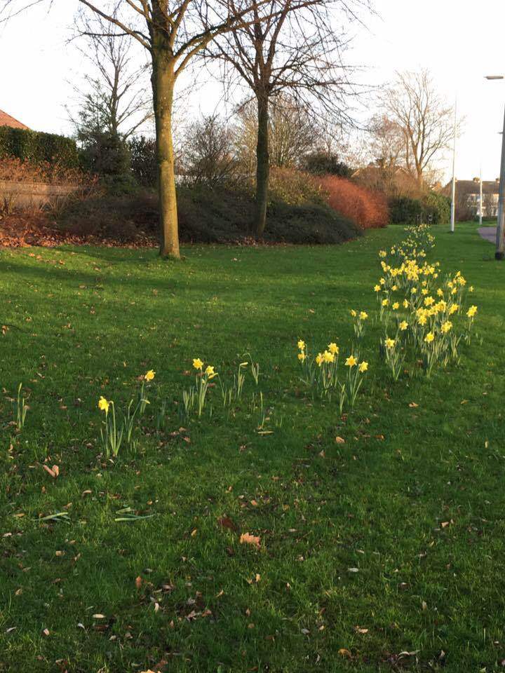 Daffodils on December 23 in Vlijmen, The Netherlands