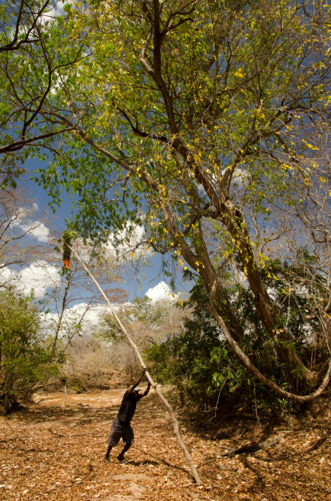 Yao honey-hunter Orlando Yassene hoists a bundle of burning dry sticks and green leaves up to a wild bees’ nest in the Niassa National Reserve, Mozambique, in order to subdue the bees before harvestin