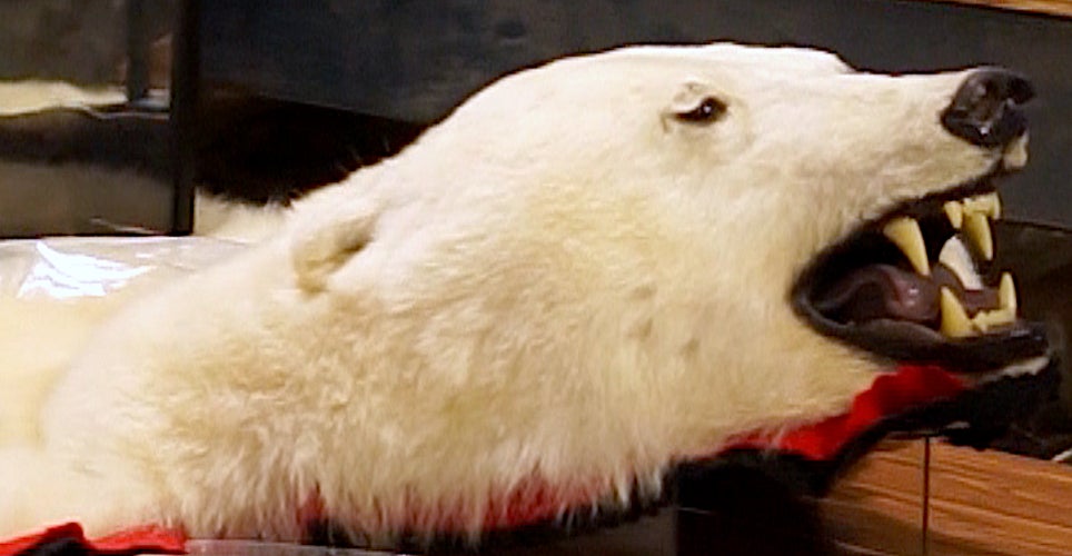 A stuffed polar bear