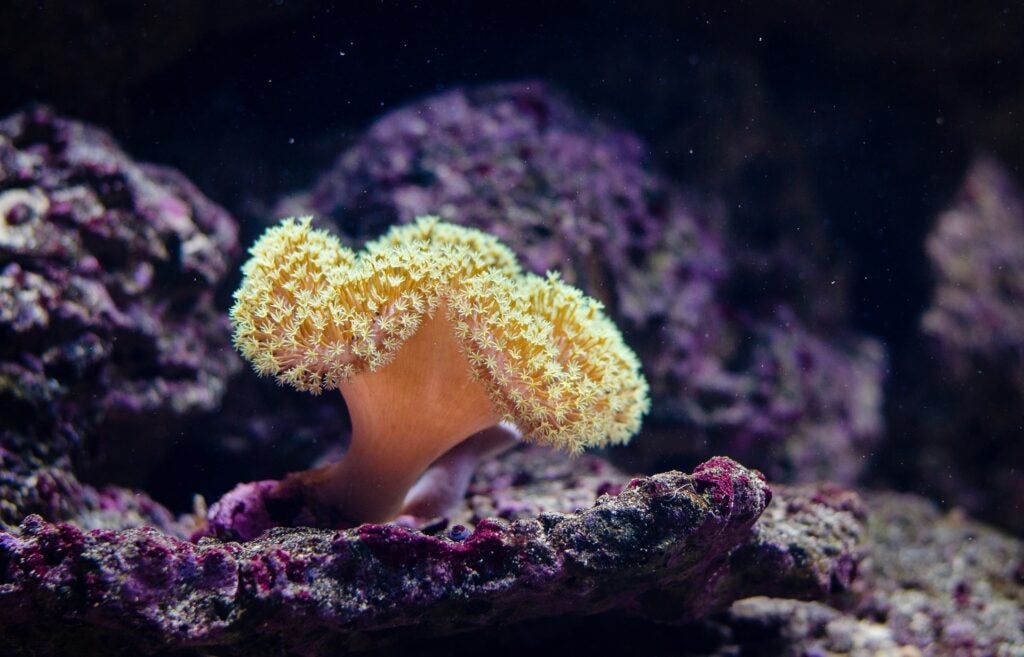 yellow coral polyp