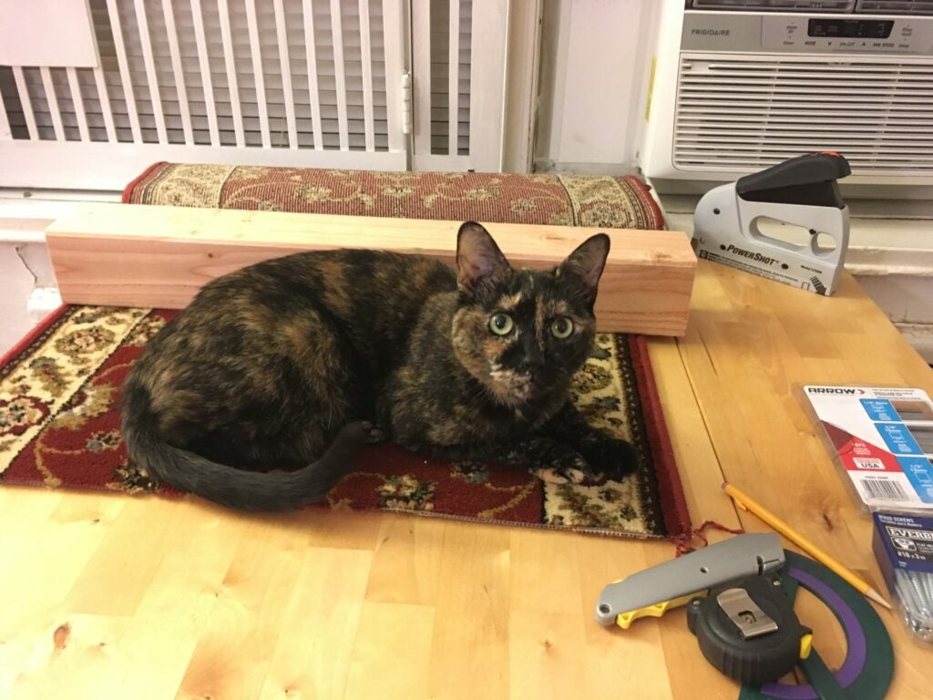 cat and tools