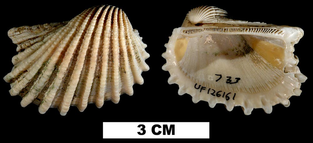 mollusk shells