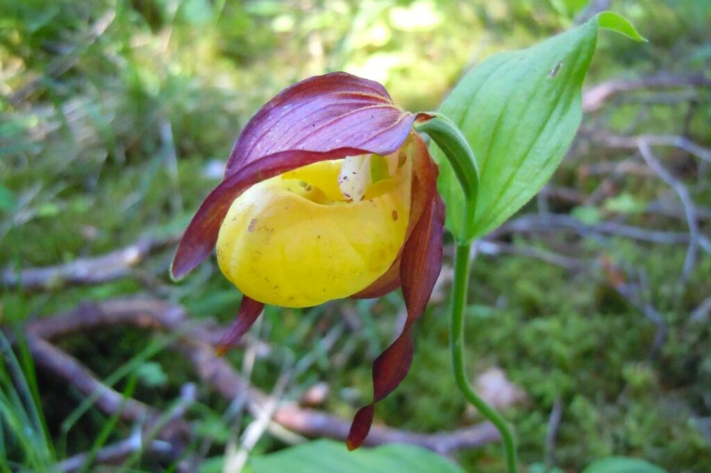 A lady’s slipper orchid.
