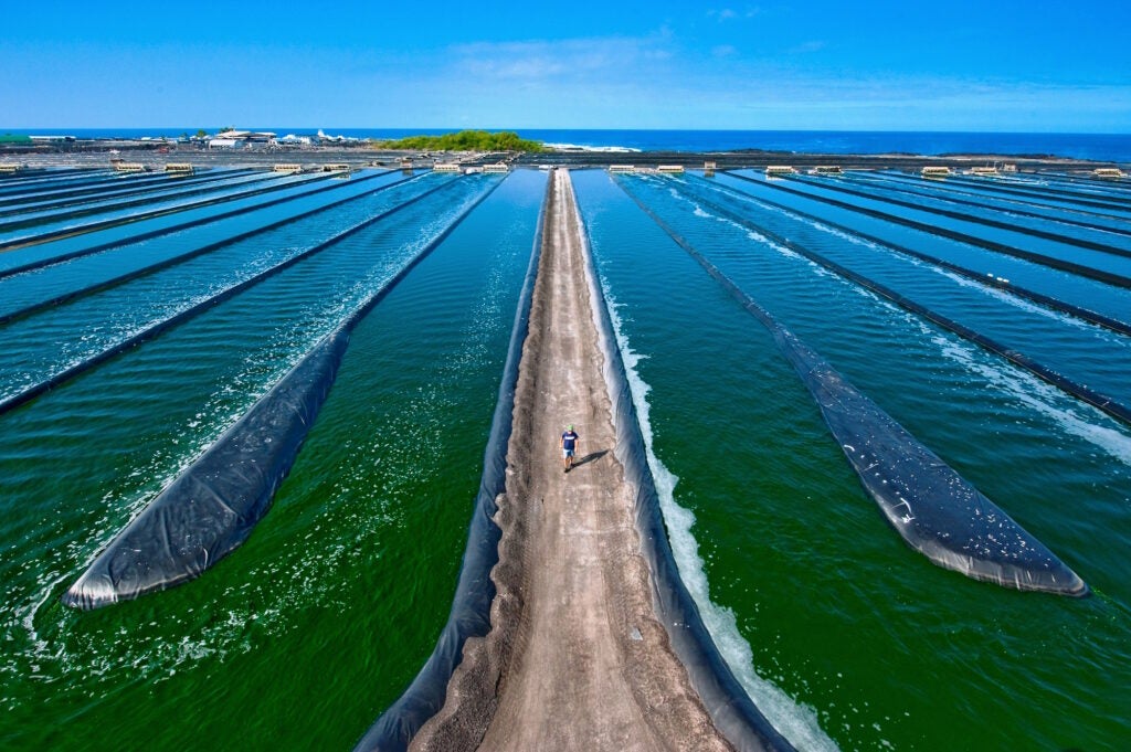 algae farm