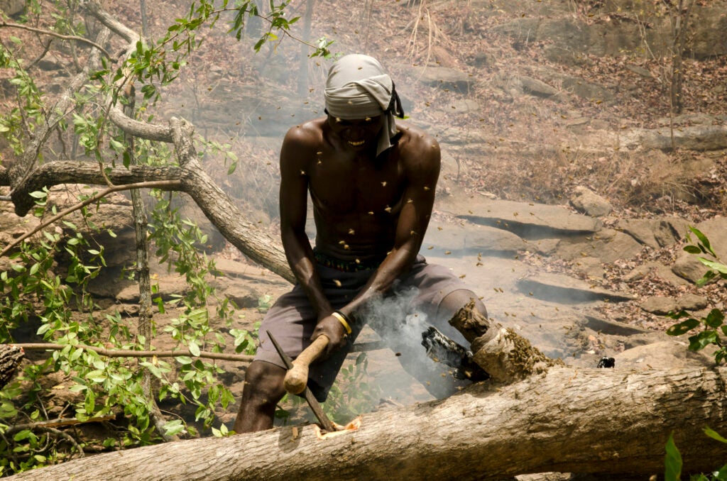 Yao honey-hunter Orlando Yassene chops open a bees’ nest in a felled tree in the Niassa National Reserve, Mozambique.