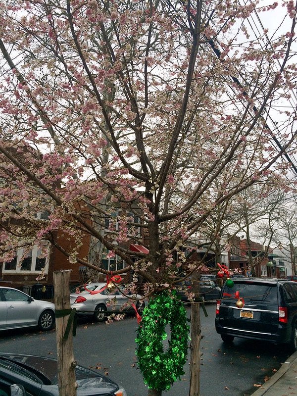 A flowering Brooklyn tree on December 24
