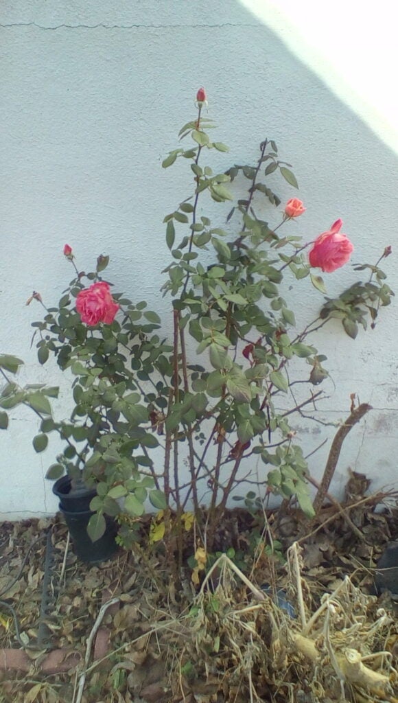 Roses blooming
