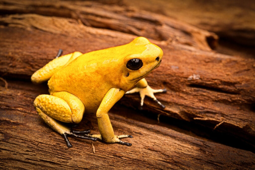 golden poison arrow frog