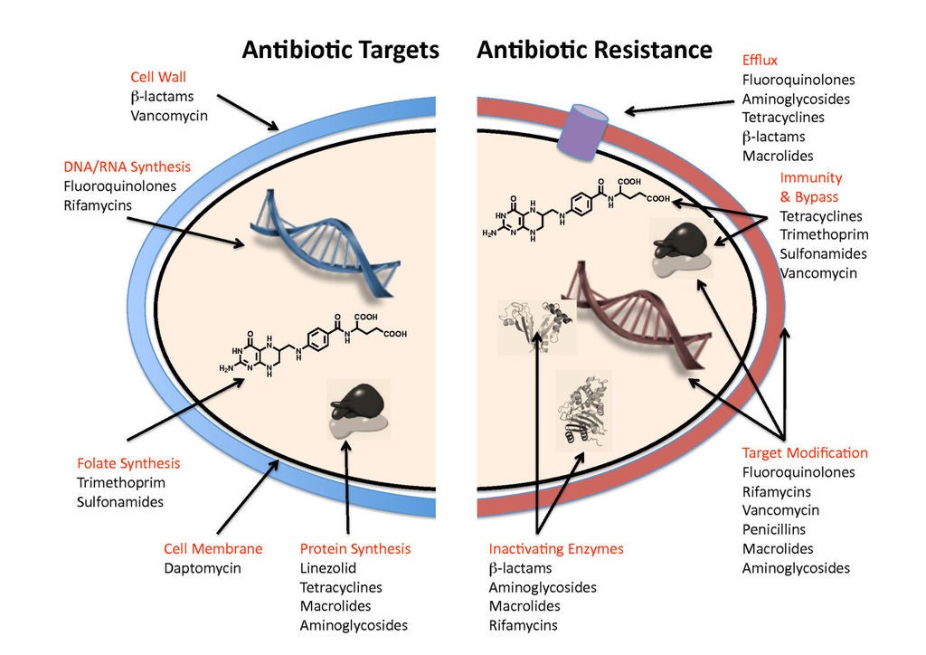 The various mechanisms behind antibiotic resistance