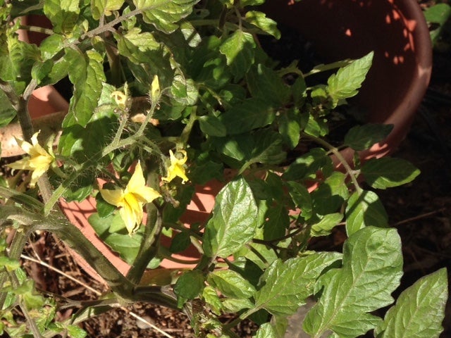 December flowers on a tomato plant in Napa County, California