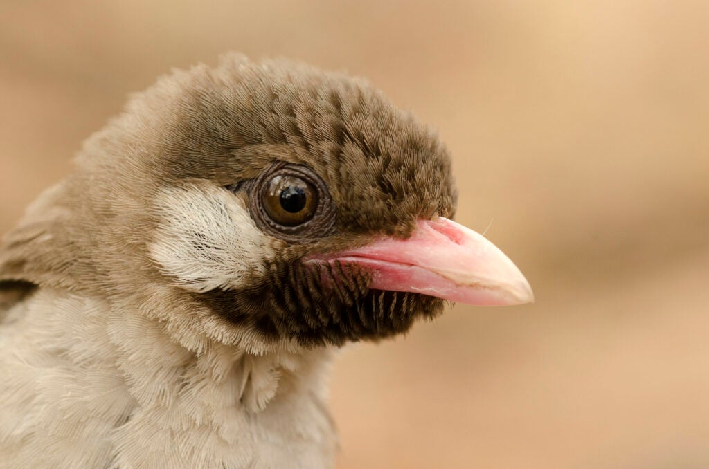 A male greater honeyguide