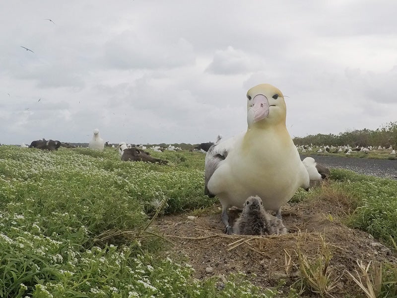 albatross and chick
