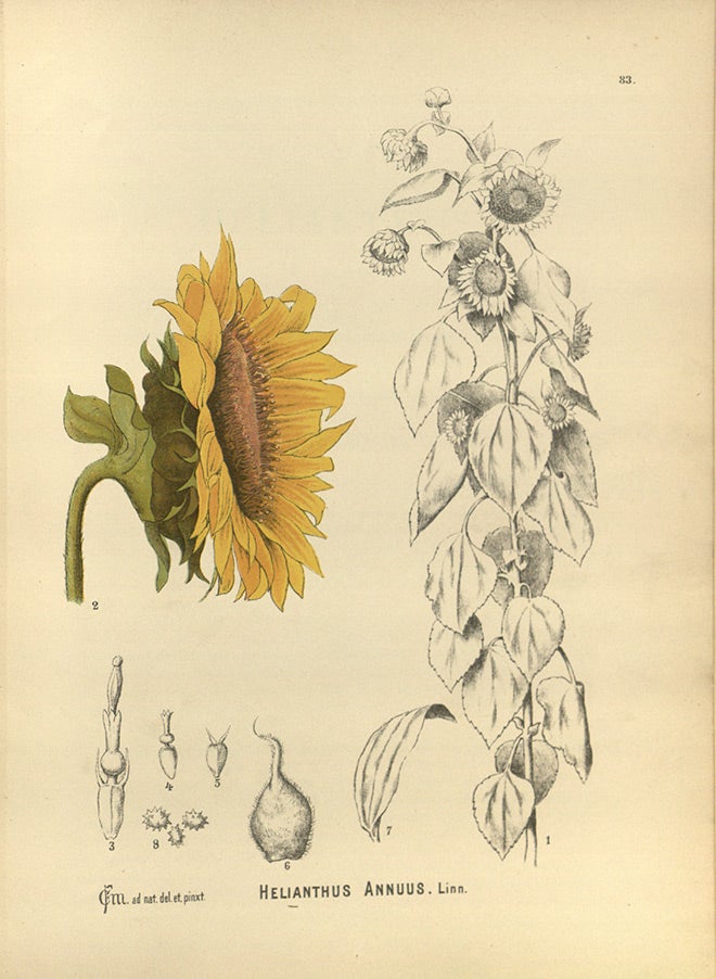 Helianthus annuus sketch