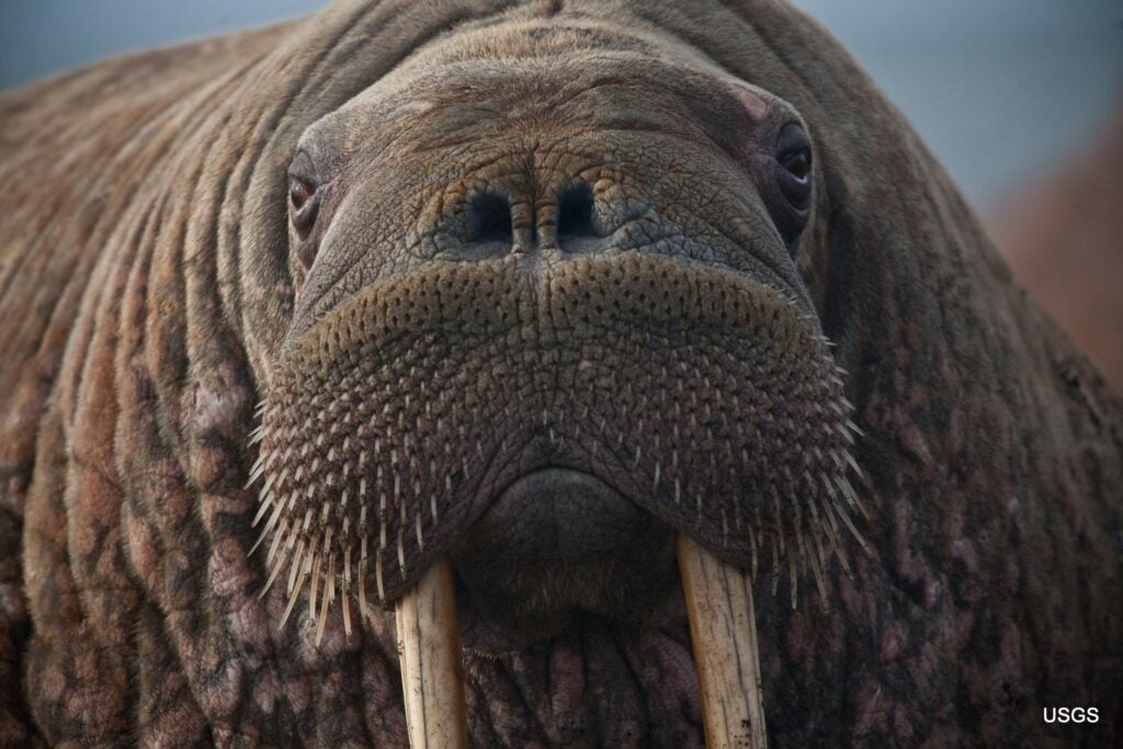 pacific walrus face