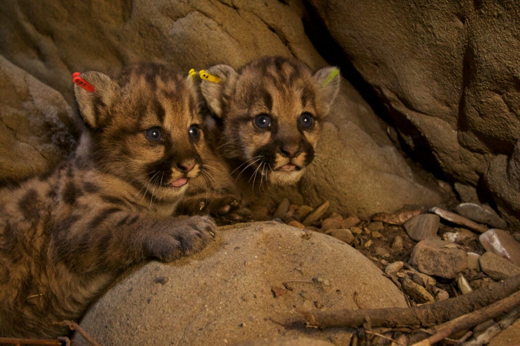 mountain lion cubs