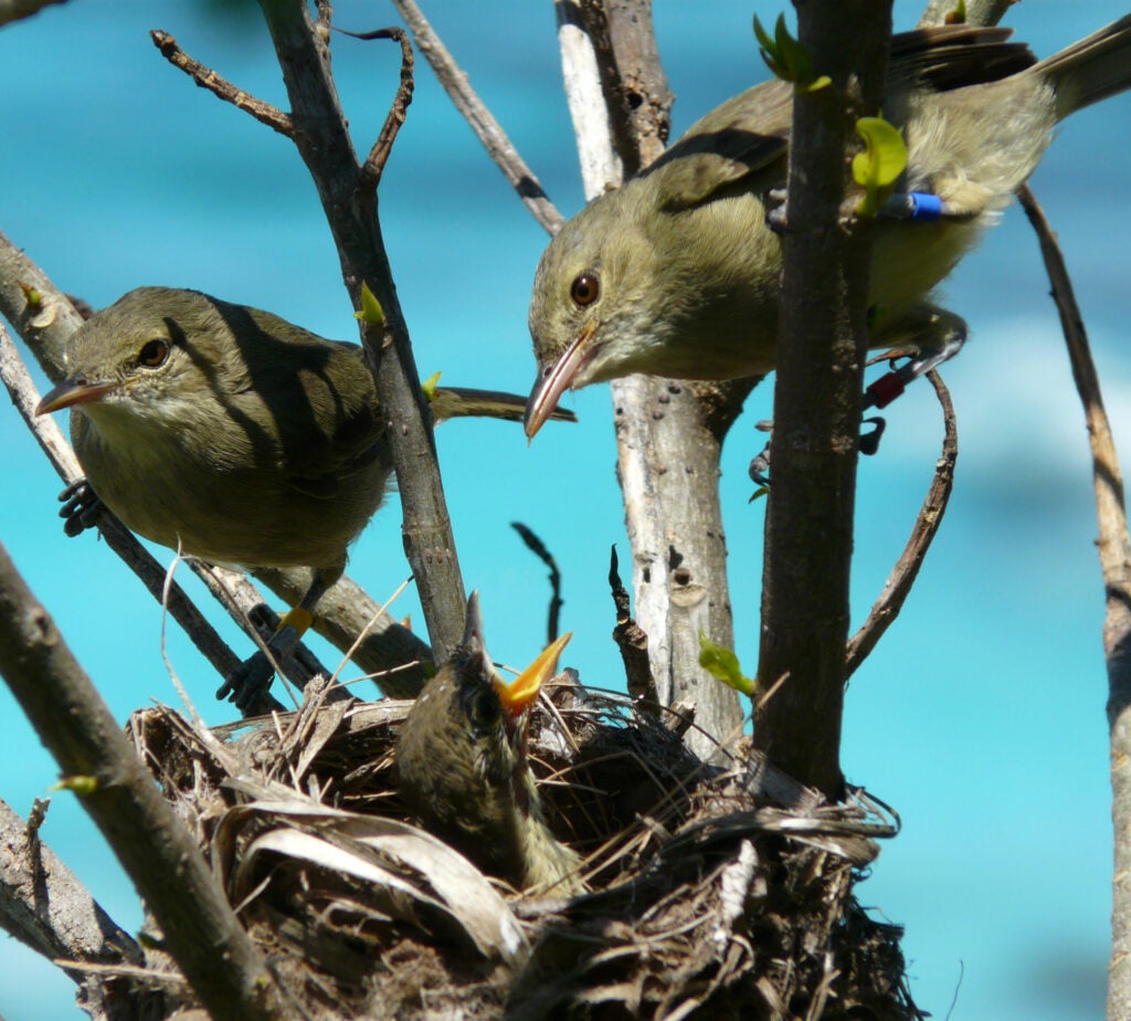 Seychelles warbler evolution nest Cousin Island