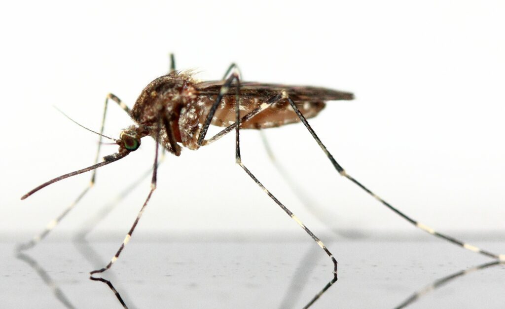 Mosquito death disease