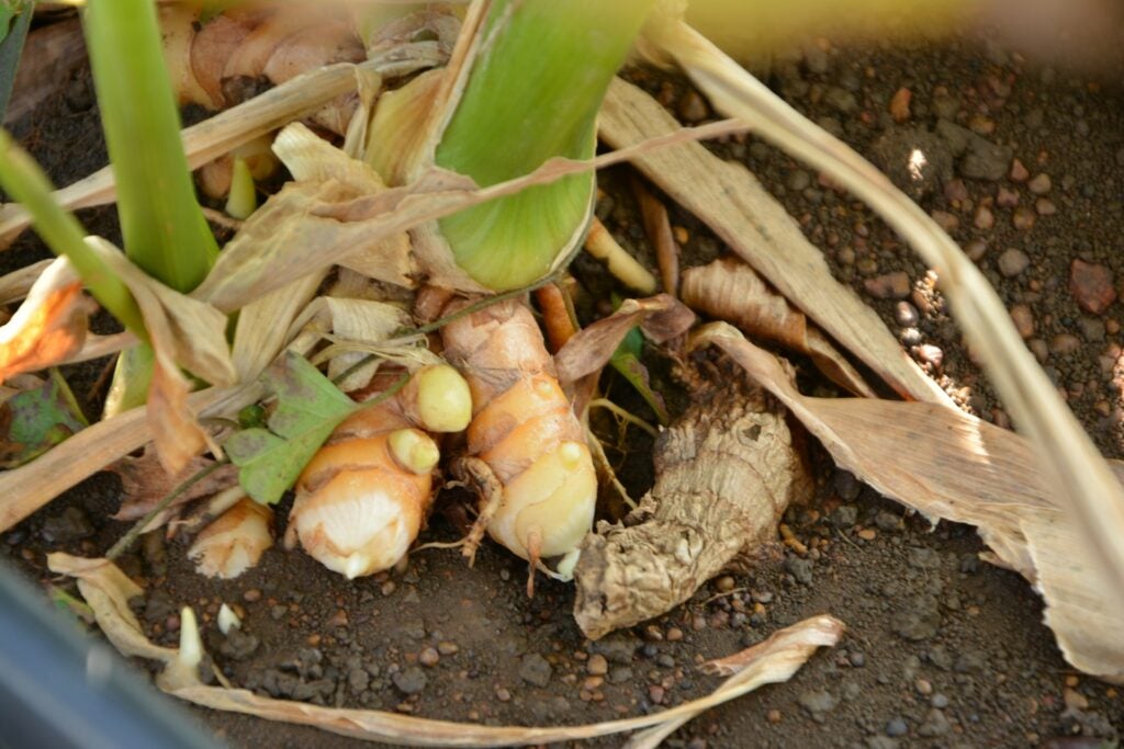 yellow roots in a pot of dirt