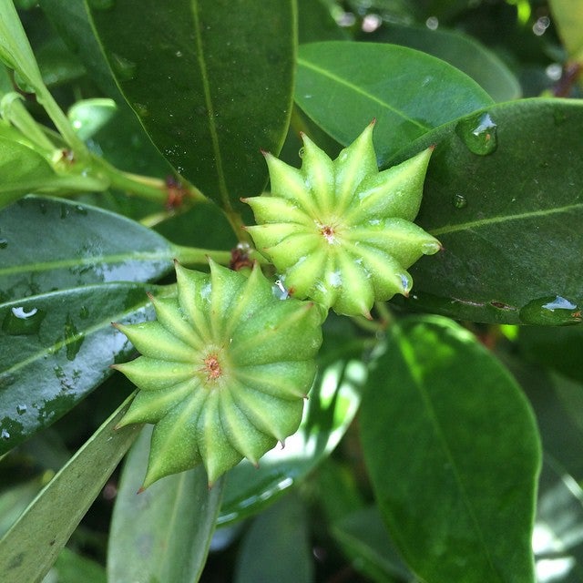 a green star-shaped plant