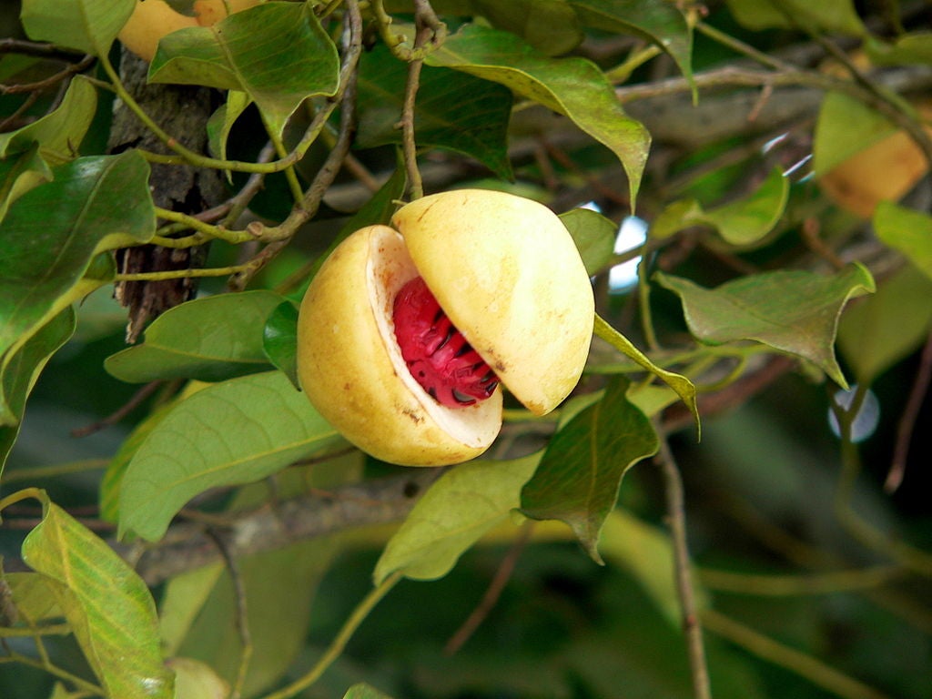 a yellow fruit with a red seed