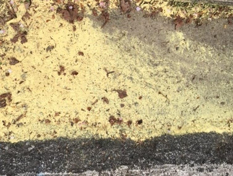 Pollen on a street in Atlanta