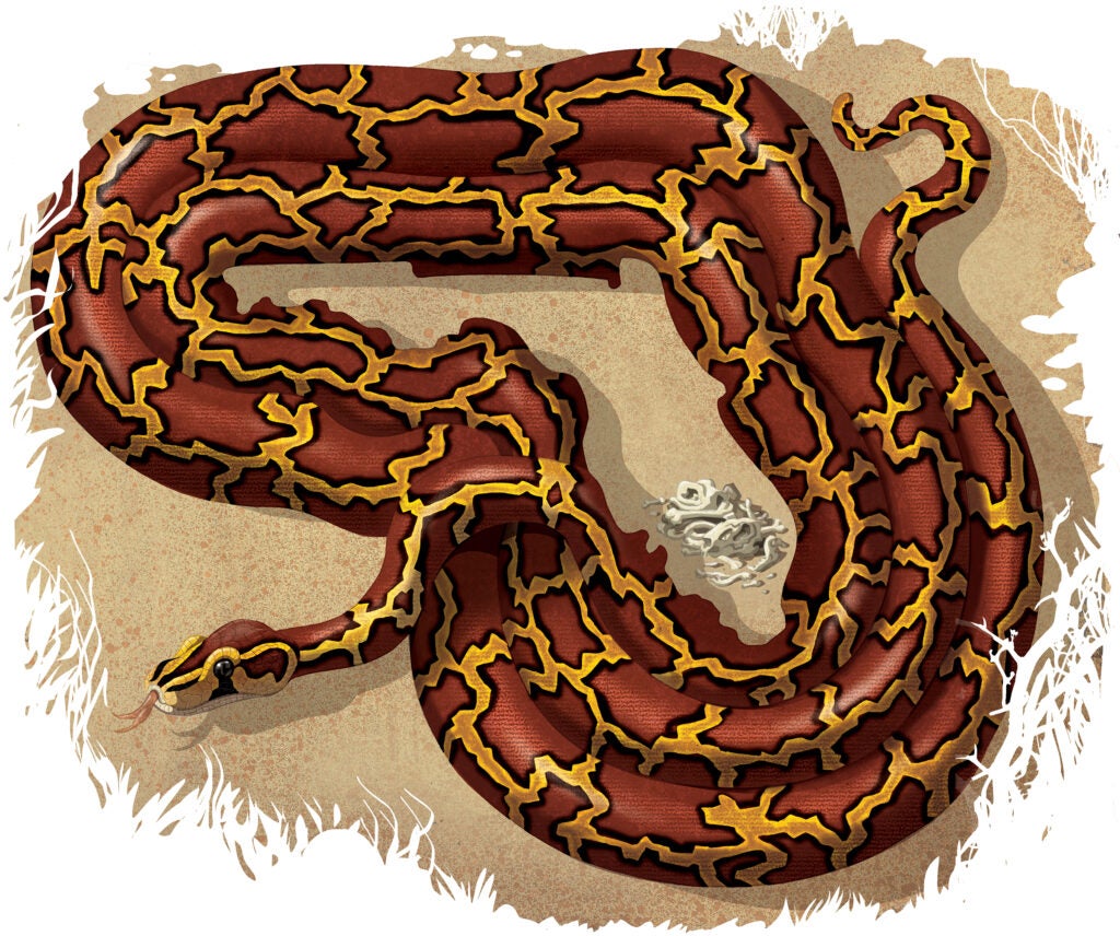 coiled python