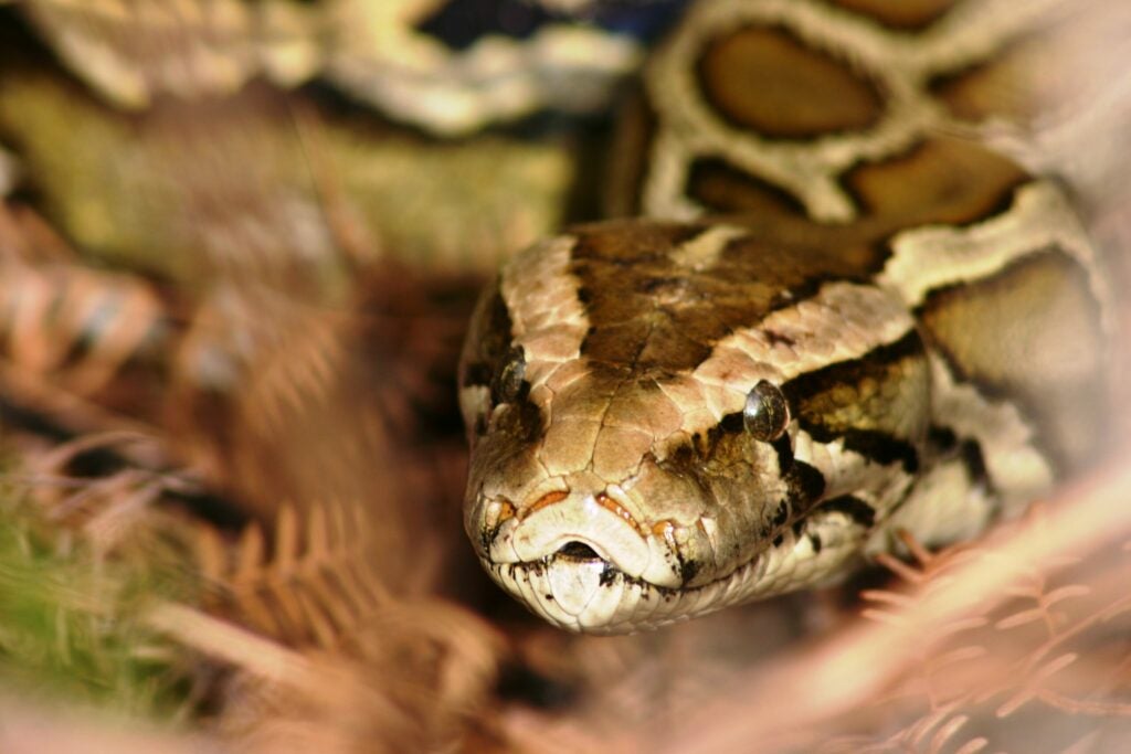 python face