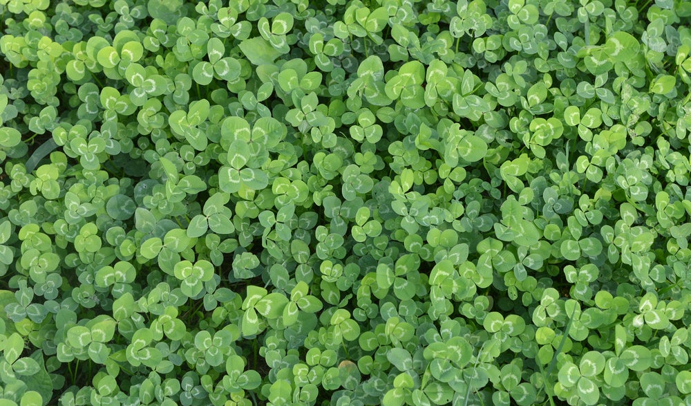 Microclover lawn alternatives