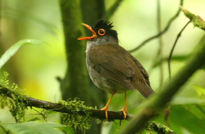 nightingale thrush