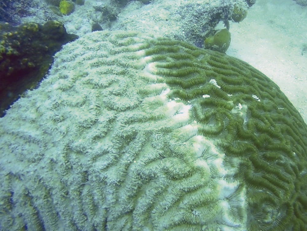 dying coral reef