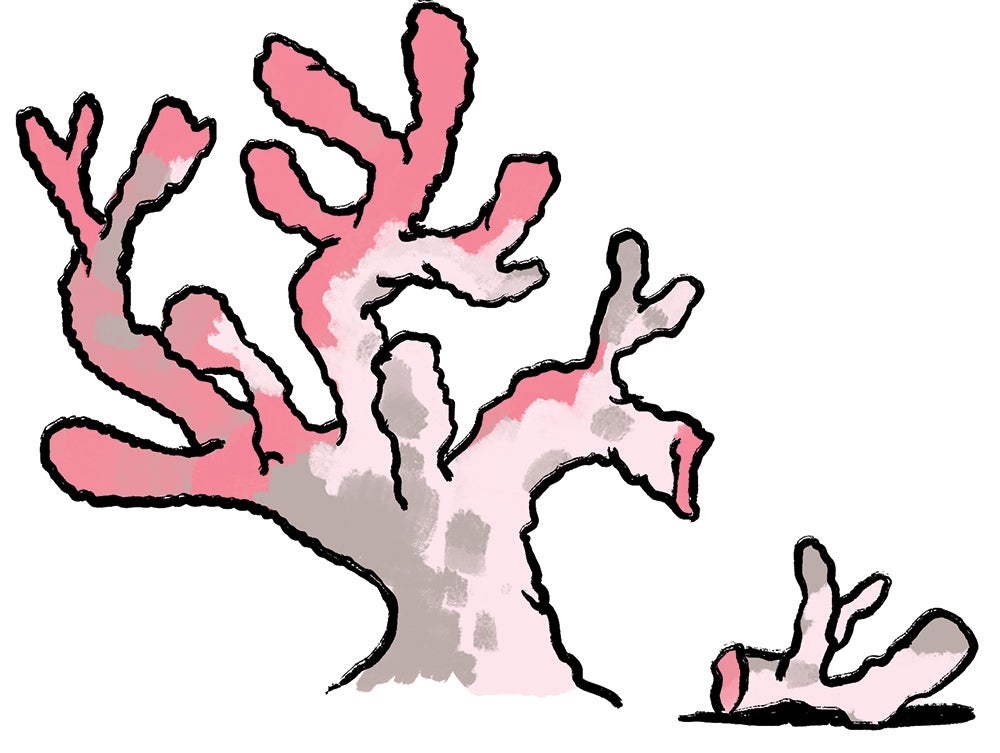 pink coral illustration