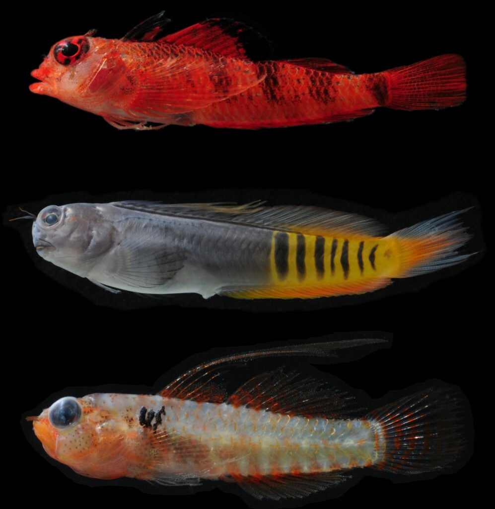 cryptobenthic fish matador triplefin gulf blenny shouldermark dwarfgoby