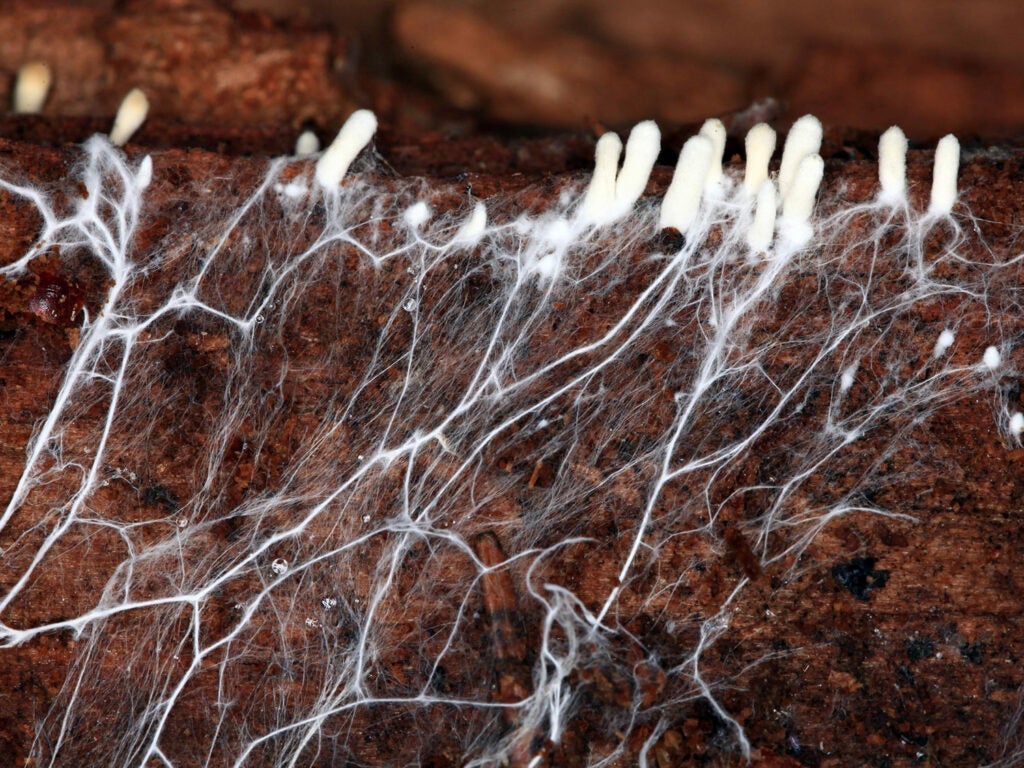 gathering of nutrients by fungal hyphae