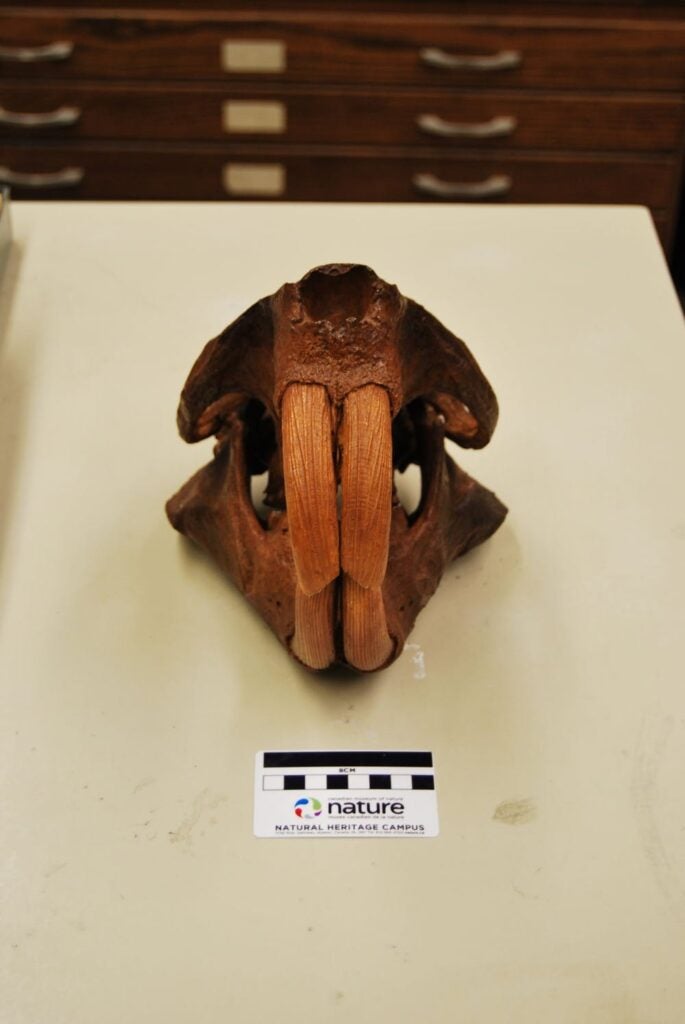 Giant beaver skull.