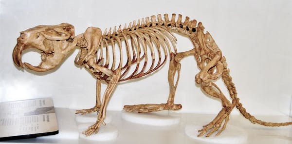 A giant beaver skeleton.