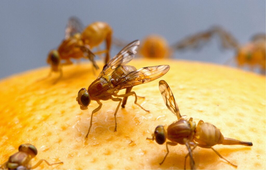 Fruit flies protein iron zinc