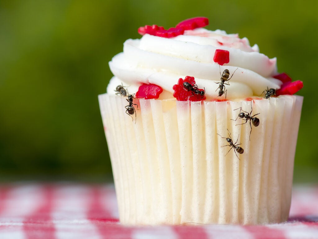 ants eating a cupcake
