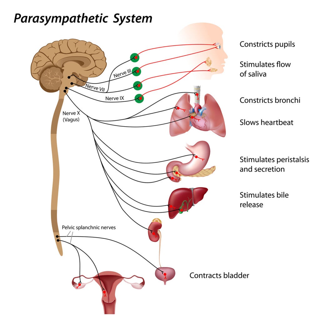 parasympathetic system diagram